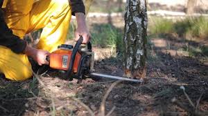 Professional Tree Removal Services in Bakersfield Country Clu, CA