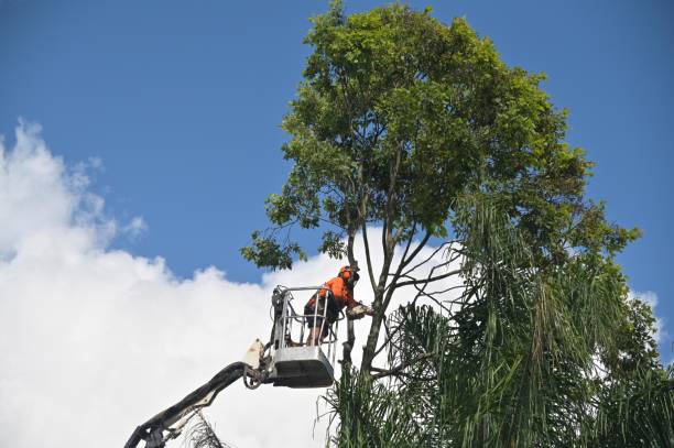 Best Tree Cabling and Bracing  in Bakersfield Country Clu, CA