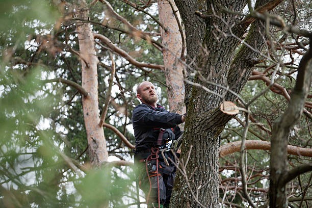 How Our Tree Care Process Works  in  Bakersfield Country Clu, CA